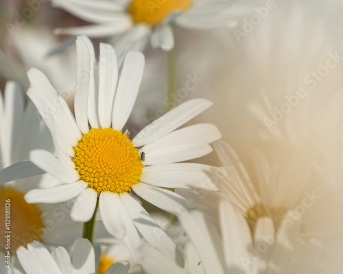 Close-Up of a Daisy Flower – Bright White Petals and Yellow Center, Capturing the Simple Beauty and Freshness of Nature in Bloom