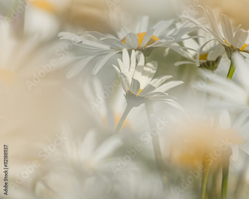 Close-Up of a Daisy Flower – Bright White Petals and Yellow Center, Capturing the Simple Beauty and Freshness of Nature in Bloom