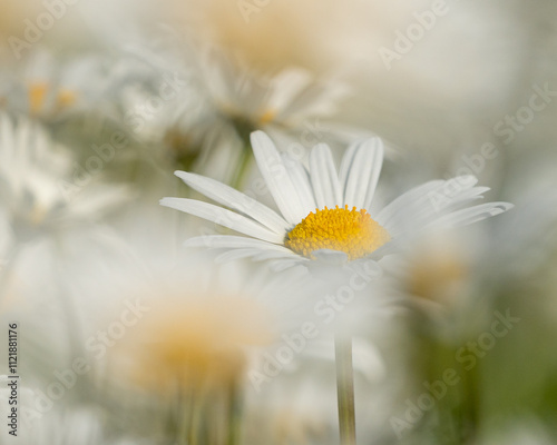 Close-Up of a Daisy Flower – Bright White Petals and Yellow Center, Capturing the Simple Beauty and Freshness of Nature in Bloom