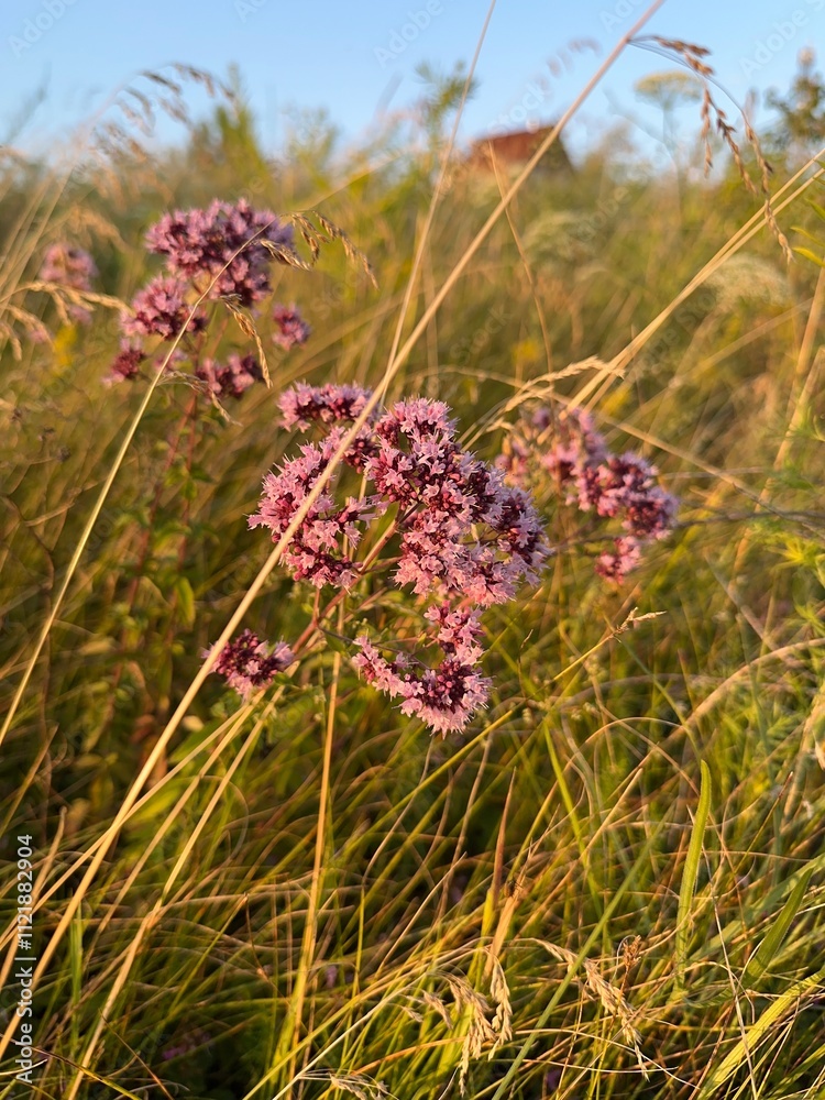 Wild flowers in the field in Ukraine