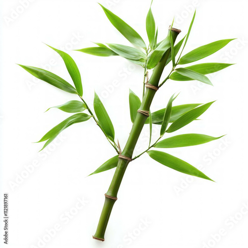 Bamboo Leaves Isolated