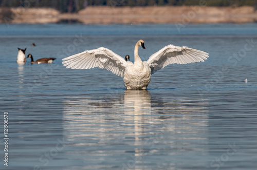 Trupeter Swan in Yellowstone Lake Wyoming in Autumn photo