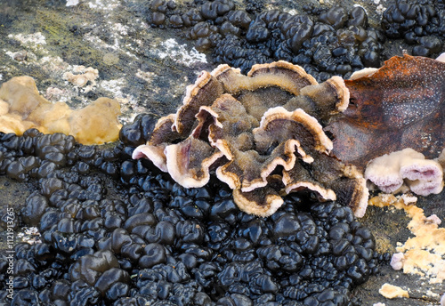 Drüsling (Exidia spec.) und Violetter Knorpel-Schichtpilz (Chondtrosteum purpureum) photo