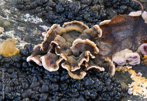 Drüsling (Exidia spec.) und Violetter Knorpel-Schichtpilz (Chondtrosteum purpureum) photo