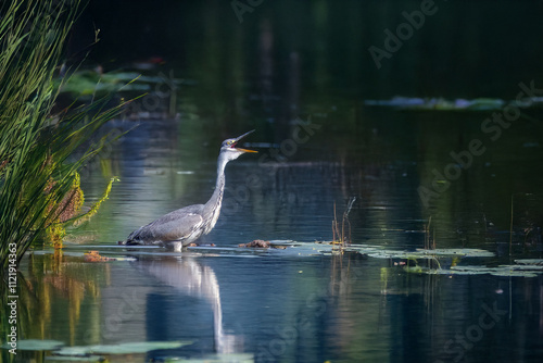 Un airone cenerino (Ardea alba) solleva il lungo collo con il becco spalancato per ingoiare un pesce appena pescato. photo