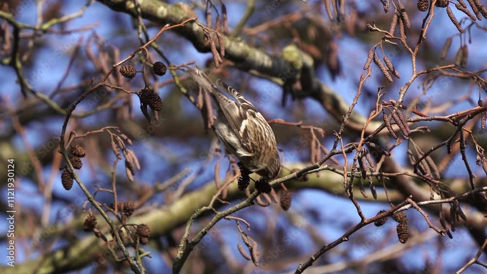Redpolls (Acanthis flammea) foraging in an alder tree Redpolls (Acanthis flammea) foraging in an alder tree