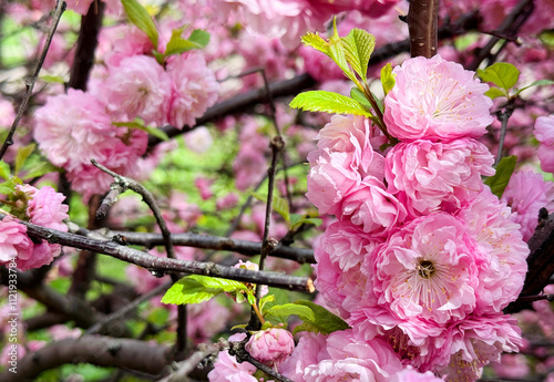 Spring blossom almond flowers prunus triloba.