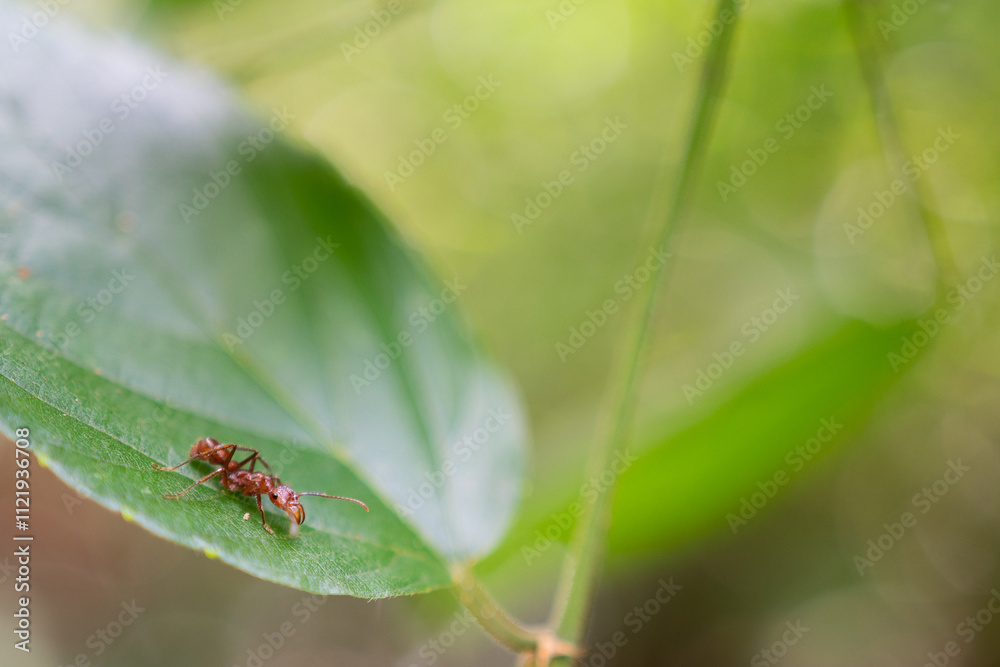 Fototapeta premium Ant/hormiga
