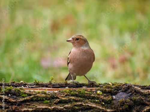 Buchfink (Fringilla coelebs) photo