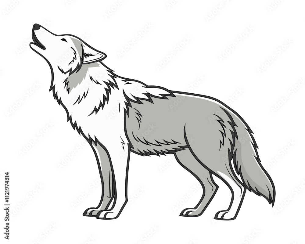 Fototapeta premium Calm American wolf standing gracefully, isolated on white background