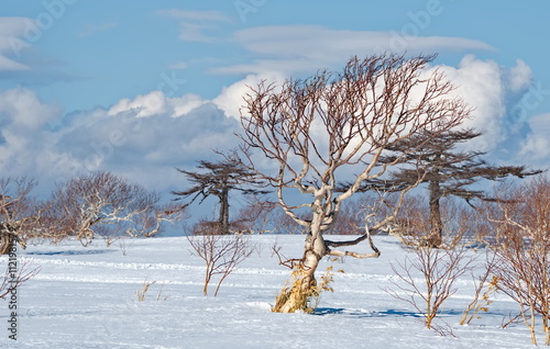 Russia. Far East, Iturup Island. The bizarre clumsiness of the stone birch, which lives only in Kamchatka and the Kuril Islands, is formed due to constant winds from the Pacific Ocean.