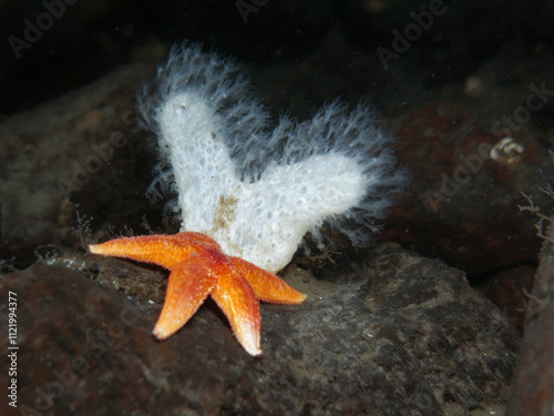 An orange starfish next to a white soft coral photo