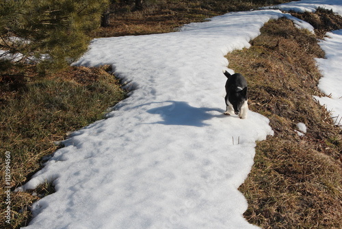 dog in the snow