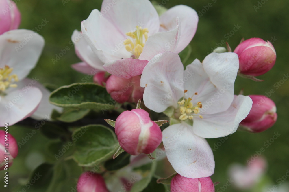 Fototapeta premium tree blossom