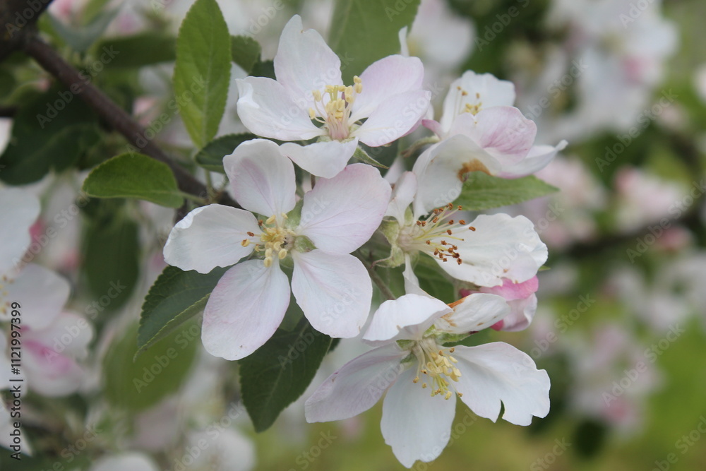 Fototapeta premium Apple Blossom
