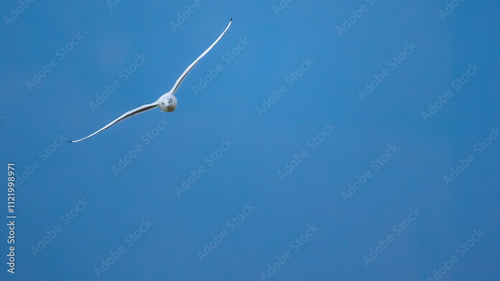 Black-headed Gull - Chroicocephalus ridibundus Black-headed Gull - Chroicocephalus ridibundus