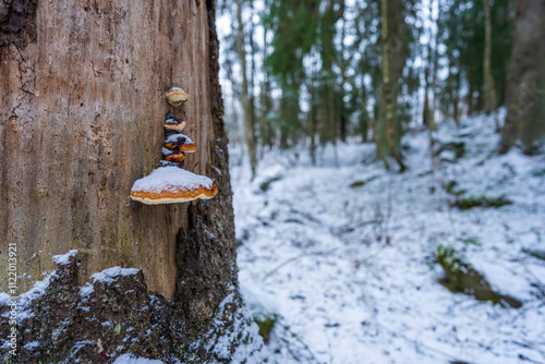 Fomitopsis pinicola on a dead tree trunk of spruce in the Olteruddalen Valley, Norway. photo