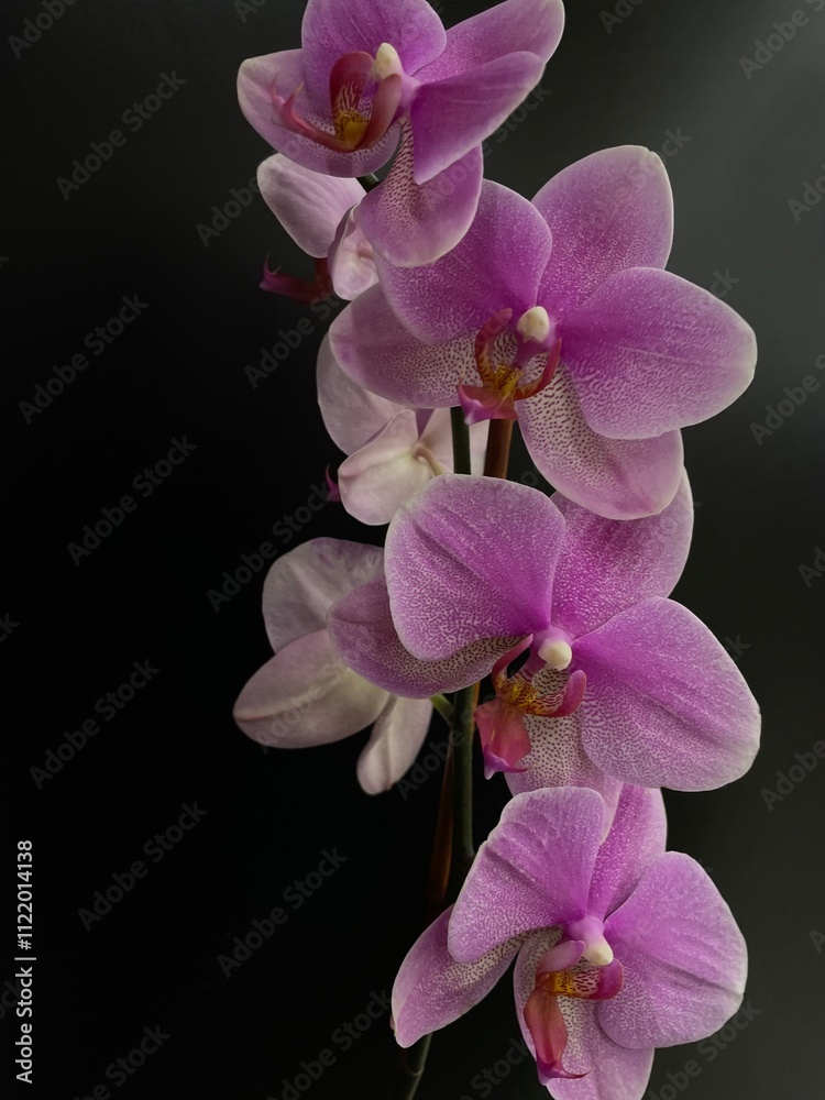 Naklejka premium purple orchid on black background
