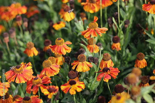 Full frame image of variegated helenium flowers photo