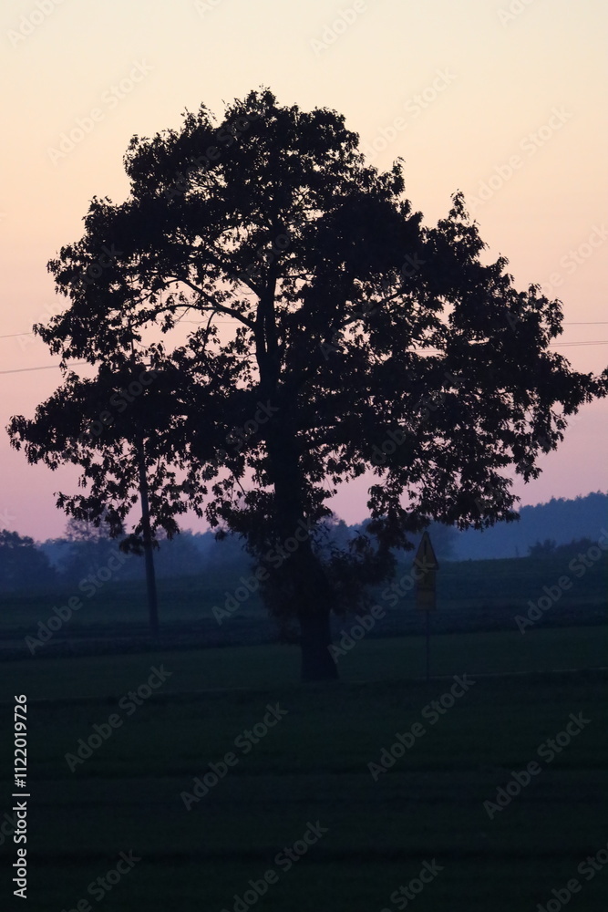 Obraz premium A solitary tree stands tall in a rural field, silhouetted against the warm hues of dusk. The fading light casts a soft, atmospheric glow over the scene, evoking feelings of peace, and solitude