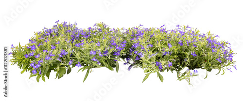Edging lobelia with vibrant purple flowers