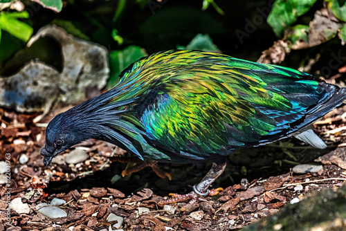 Nicobar pigeon on the ground. Latin name - Caloenas nicobarica	 photo