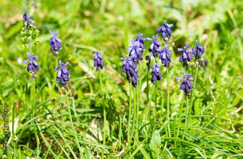 photos of wild flowers, wild hyacinths photo