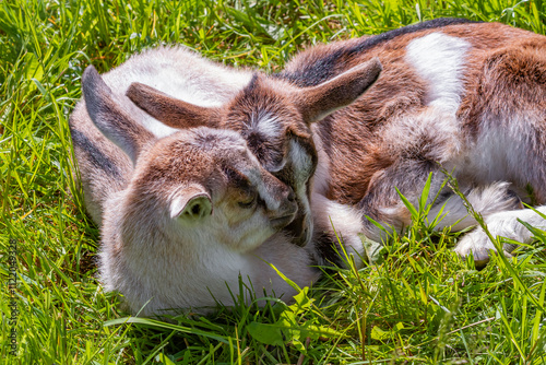 Little goats laying on the grass | Małe kozy leżące na trawie photo