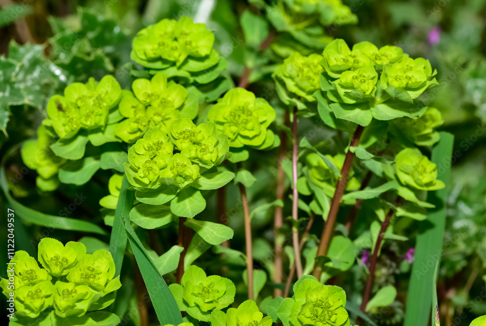 Fototapeta premium pictures of wild plants, medicinal flowers. photos of spurge flowers.