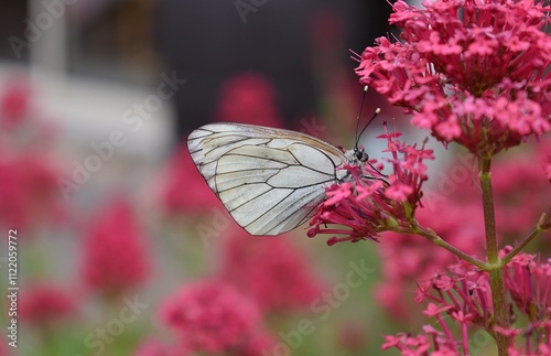 Papillon femelle Gazé, black-veined white (Aporia crataegi) butinant une fausse valériane (Centranthus ruber)