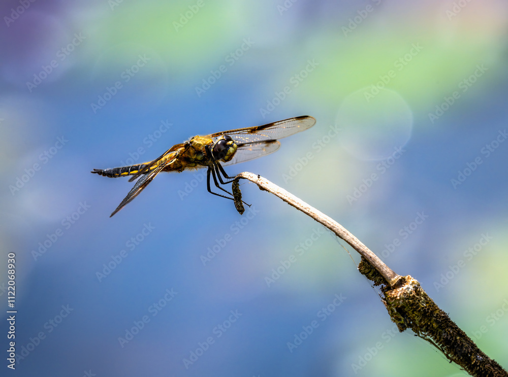 Macro of a four-spotted chaser dragnonfly