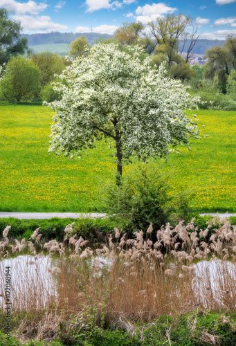 Obraz na płótnie Spring scenic with a flowering tree w salonie