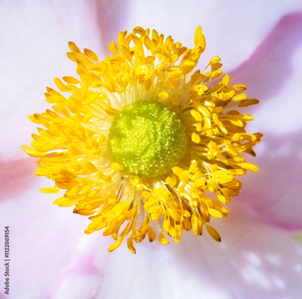 Blossom of an anemone flower