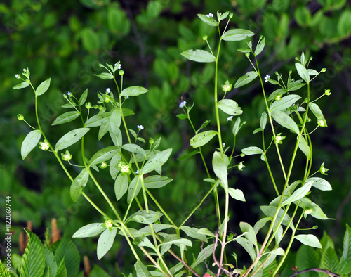  Memoremea scorpioides, omphalodes scorpioides grows in the wild in the forest photo