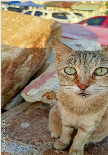 cat