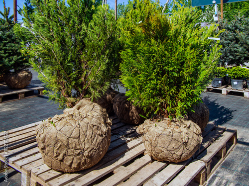 Young thuja seedlings prepared for sale in the nursery
