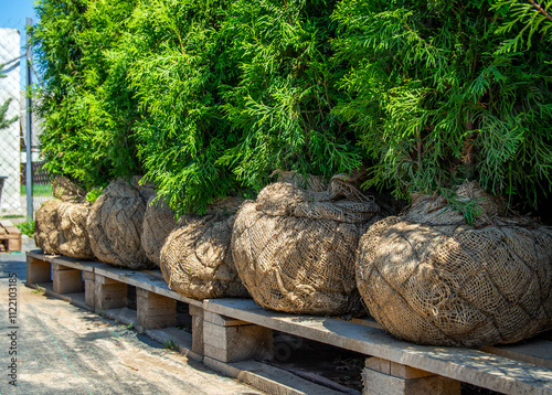 Conifers with a closed root system are sold in a plant nursery