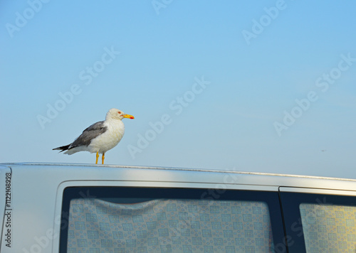 A lonely seagull