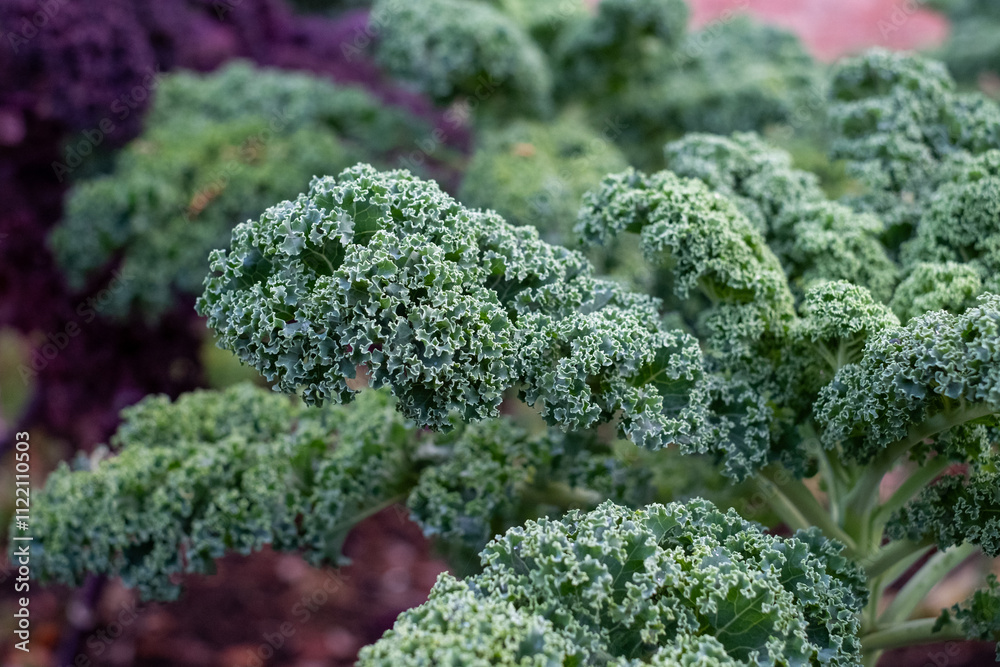 Φωτογραφία Winter hardy, frost resistant, kale by the name Winterborn, growing in a kitchen garden in Brockenhurst, New Forest, Hampshire UK