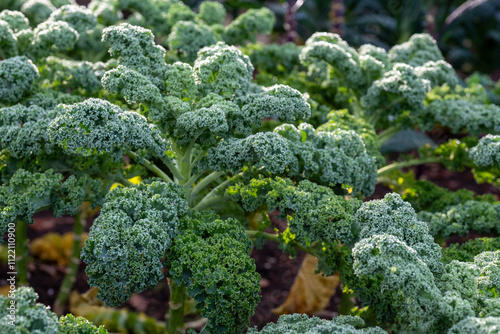 Winter hardy, frost resistant, kale by the name Winterborn, growing in a kitchen garden in Brockenhurst, New Forest, Hampshire UK.