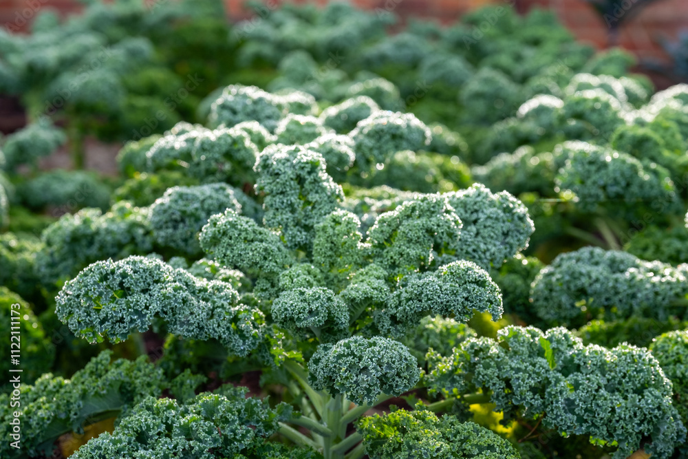 Φωτογραφία Winter hardy, frost resistant, kale by the name Winterborn, growing in a kitchen garden in Brockenhurst, New Forest, Hampshire UK