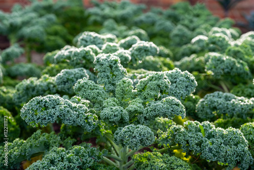 фотографія Winter hardy, frost resistant, kale by the name Winterborn, growing in a kitchen garden in Brockenhurst, New Forest, Hampshire UK