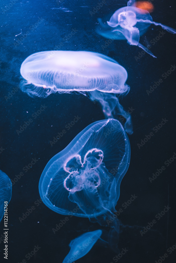 Obraz premium Acuario de medusas