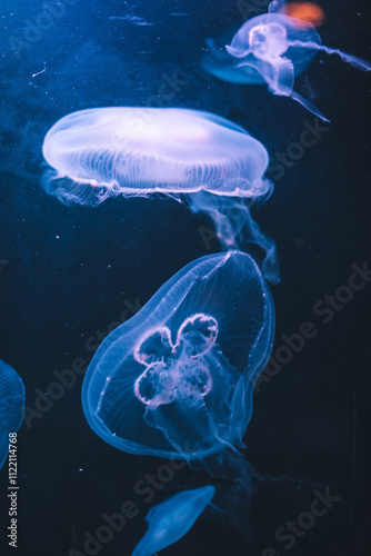 Acuario de medusas