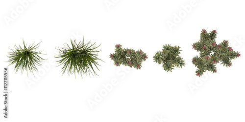 3d illustration of Euphorbia,Cymbopogon trees on transparent background from top view
