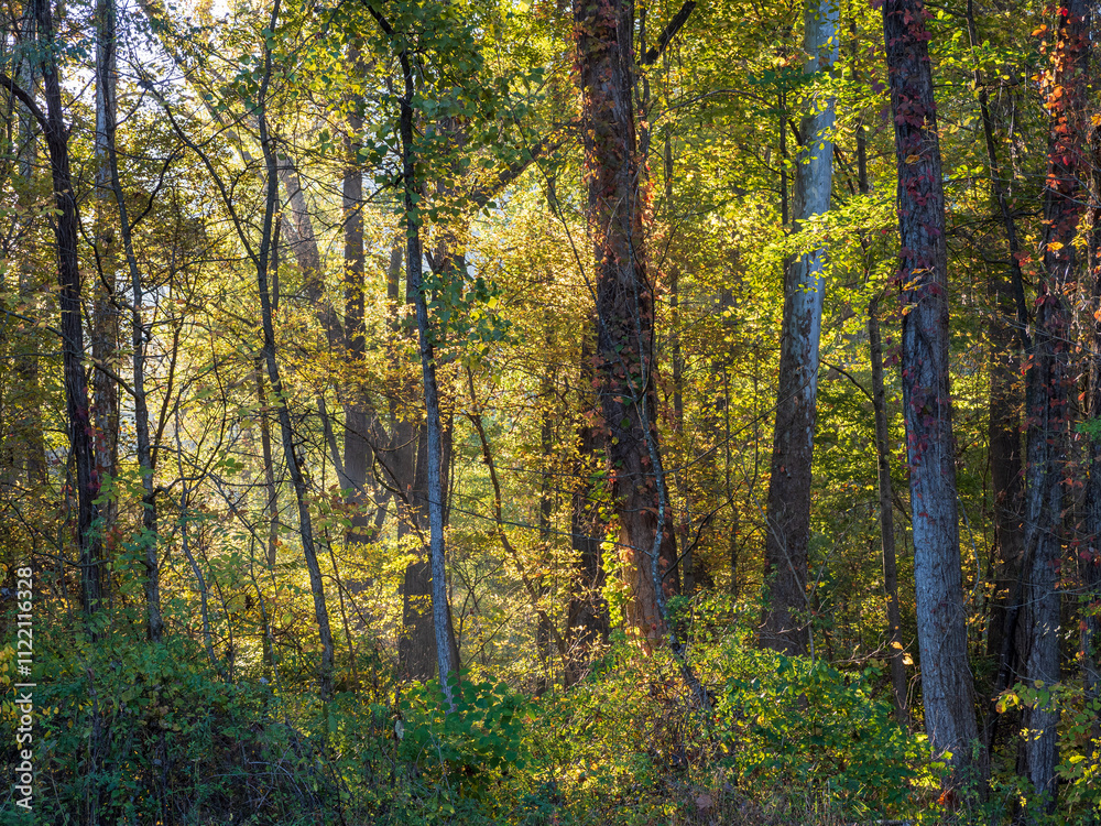 Obraz premium Sunlight streams through a vibrant fall colored forest in West Virginia, casting a warm glow on the autumn landscape.