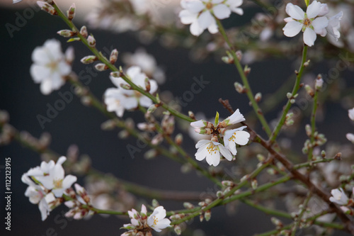 gros plan sur des fleurs d'amandier et des bourgeons photo