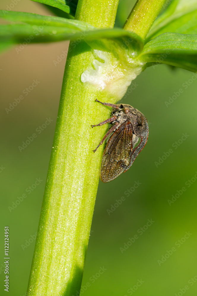 Tree Jumper (Centrotus cornutus). Beetle from the order Hemiptera, profile view with a view of the magnificent horns. Macro photography. Tree Jumper (Centrotus cornutus). Beetle from the order Hemiptera, profile view with a view of the magnificent horns. Macro photography.