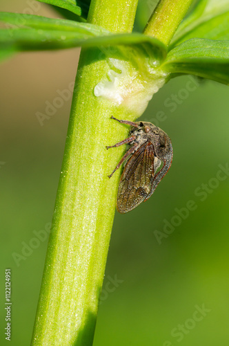 Tree Jumper (Centrotus cornutus). Beetle from the order Hemiptera, profile view with a view of the magnificent horns. Macro photography. photo