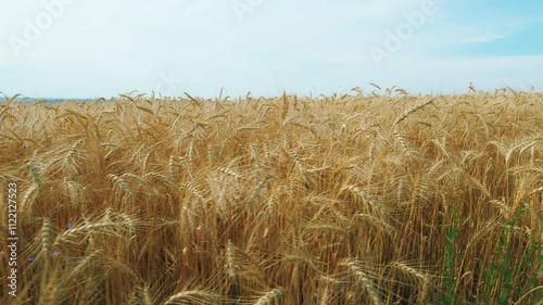 Harvest Time. Grain Summer Agriculture Concept. Wheat Field In Sunset Light. Ears Of Wheat On Field During Sunset. Golden Ears Of Wheat In A Field Against A Blue Sky With Clouds.